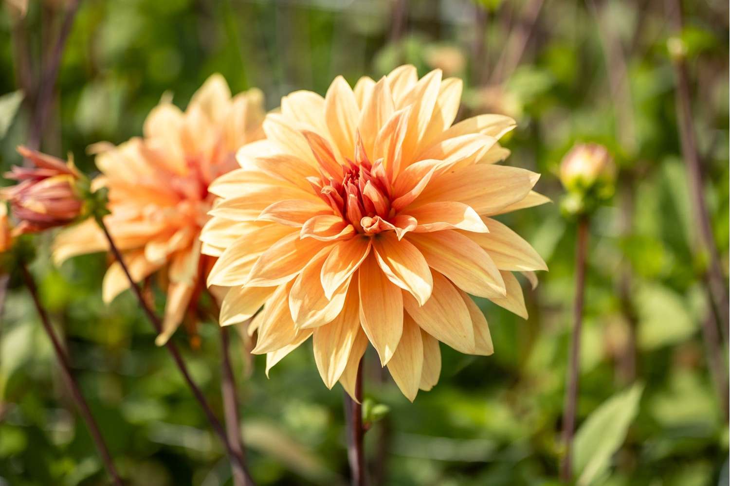 Dahlie 'Babylon Bronze'